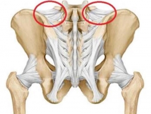 iliolumbar ligament