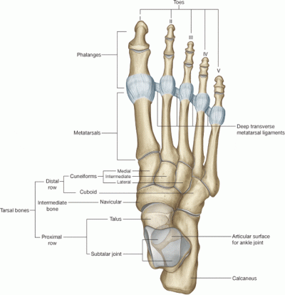 Ligamentum Metatarsale Transversum Superficiale VEMS Ligamentum Metatarsale Transversum Superficiale VEMS